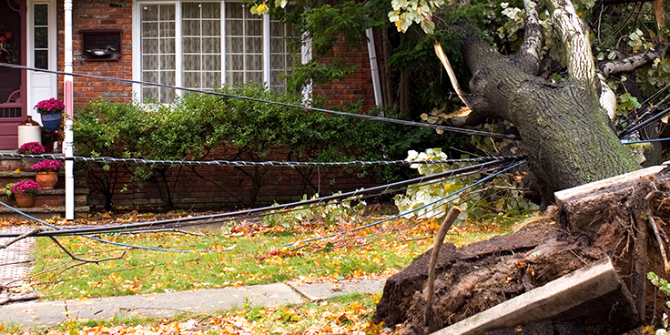 large tree fallen on power lines